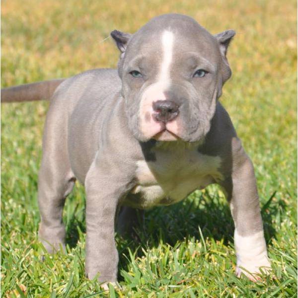 Nariz Cachorros Azul Americano Pitbull! Hermosas modelos y colores. Él es muy deportivo e ingenioso! La madre es muy amable, le gusta divertirse, y muy atlético también! Ambos padres tienen un gran temperamento. Ellos son cariñosos y muy inteligente. Estos cachorros vienen de un buen hogar. Grandes perros de la familia y que sólo será la venta de los cachorros de buenas casas sin lucha. Si quieres una mascota, póngase en contacto conmigo para un cachorro.