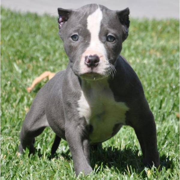 Nariz Cachorros Azul Americano Pitbull! Hermosas modelos y colores. Él es muy deportivo e ingenioso! La madre es muy amable, le gusta divertirse, y muy atlético también! Ambos padres tienen un gran temperamento. Ellos son cariñosos y muy inteligente. Estos cachorros vienen de un buen hogar. Grandes perros de la familia y que sólo será la venta de los cachorros de buenas casas sin lucha. Si quieres una mascota, póngase en contacto conmigo para un cachorro.