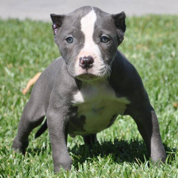 Nariz Cachorros Azul Americano Pitbull! Hermosas modelos y colores. Él es muy deportivo e ingenioso! La madre es muy amable, le gusta divertirse, y muy atlético también! Ambos padres tienen un gran temperamento. Ellos son cariñosos y muy inteligente. Estos cachorros vienen de un buen hogar. Grandes perros de la familia y que sólo será la venta de los cachorros de buenas casas sin lucha. Si quieres una mascota, póngase en contacto conmigo para un cachorro.