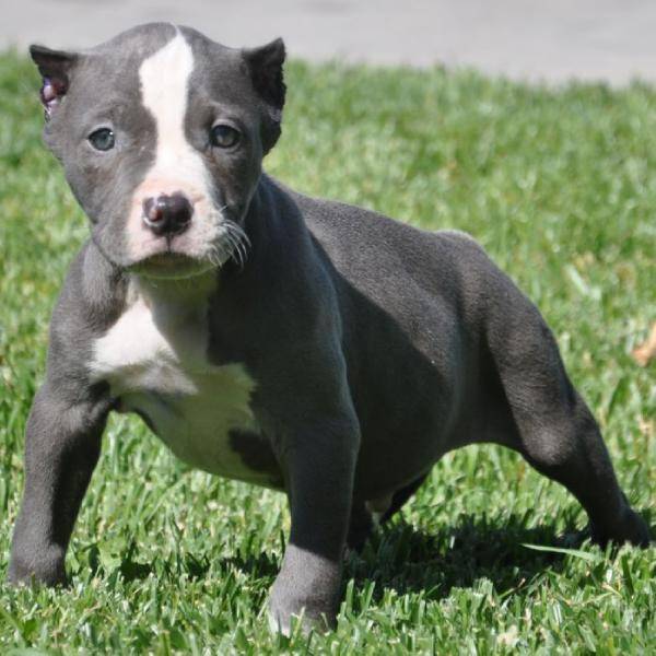 Nariz Cachorros Azul Americano Pitbull! Hermosas modelos y colores. Él es muy deportivo e ingenioso! La madre es muy amable, le gusta divertirse, y muy atlético también! Ambos padres tienen un gran temperamento. Ellos son cariñosos y muy inteligente. Estos cachorros vienen de un buen hogar. Grandes perros de la familia y que sólo será la venta de los cachorros de buenas casas sin lucha. Si quieres una mascota, póngase en contacto conmigo para un cachorro.