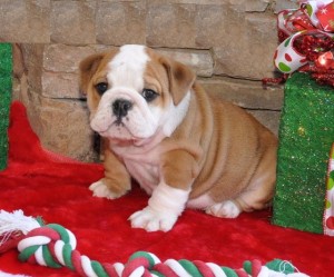 Cristal Blanco y marrón Bulldog Inglés cachorros lista ahora
