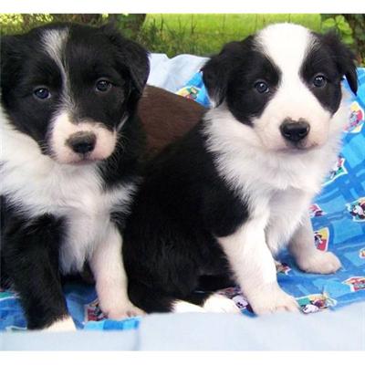 
Precio Border collie...........<strong> $16,500.00</strong> <br><br>


100% pura raza, registrados todos los papeles en regla se envian a cualquier parte de la Republica.<br><br> 

<li>Contrato de compraventa<br><br></li>


<li>Seguro de vida gratuito por escrito de 5 años que cubre muerte en caso de cuestiones virales</li>
<br><br>

<li>Garantía de Pureza Racial<br><br></li>

<li>Certificado de registro inicial que extiende la Federación Canófila Mexicana donde los cachorros se entregan con tatuaje y microchip</li>

