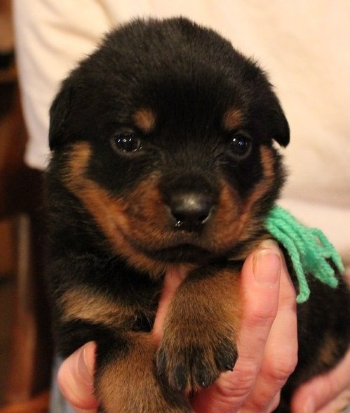 
Precio Rottweiler...........<strong>   $18,000.00</strong> <br><br>


100% pura raza, registrados todos los papeles en regla se envian a cualquier parte de la Republica.<br><br> 

<li>Contrato de compraventa<br><br></li>


<li>Seguro de vida gratuito por escrito de 5 años que cubre muerte en caso de cuestiones virales</li>
<br><br>

<li>Garantía de Pureza Racial<br><br></li>

<li>Certificado de registro inicial que extiende la Federación Canófila Mexicana donde los cachorros se entregan con tatuaje y microchip</li>

