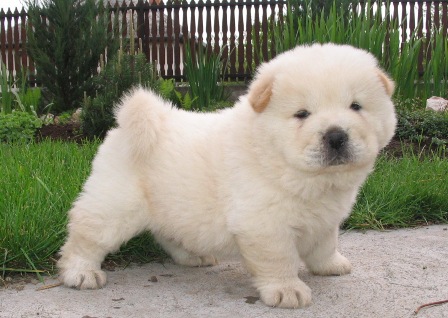 
Precio Chow Chow...........<strong>       $20,500.00  A   $33,000.00    (dependiendo del tamaño y color)</strong> <br><br>


100% pura raza, registrados todos los papeles en regla se envian a cualquier parte de la Republica.<br><br> 

<li>Contrato de compraventa<br><br></li>


<li>Seguro de vida gratuito por escrito de 5 años que cubre muerte en caso de cuestiones virales</li>
<br><br>

<li>Garantía de Pureza Racial<br><br></li>

<li>Certificado de registro inicial que extiende la Federación Canófila Mexicana donde los cachorros se entregan con tatuaje y microchip</li>

