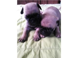 Hermosos Pug MACHOS