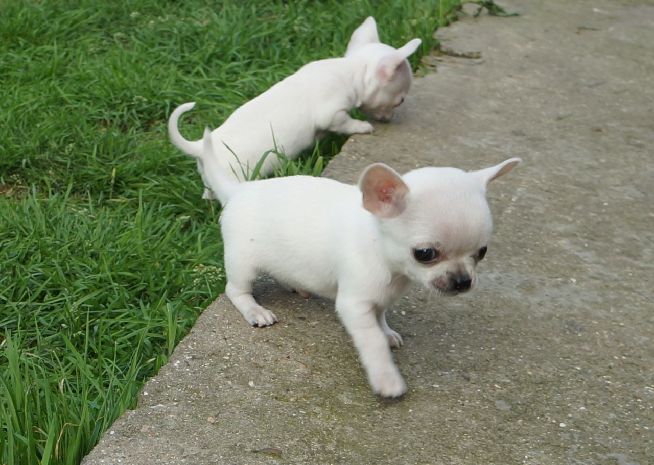 CHIHUAHUA NENE CHOCOLATE LONGHAIR CON PAPELES