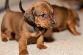 
Precio Dachshund...........<strong>        $18,500.00  A   $25,000.00    (dependiendo del tamaño y color)</strong> <br><br>


100% pura raza, registrados todos los papeles en regla se envian a cualquier parte de la Republica.<br><br> 

<li>Contrato de compraventa<br><br></li>


<li>Seguro de vida gratuito por escrito de 5 años que cubre muerte en caso de cuestiones virales</li>
<br><br>

<li>Garantía de Pureza Racial<br><br></li>

<li>Certificado de registro inicial que extiende la Federación Canófila Mexicana donde los cachorros se entregan con tatuaje y microchip</li>

