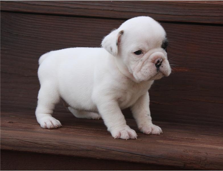 TENGO UNA PRECIOSA BULLDOG INGLÉS CACHORROS  