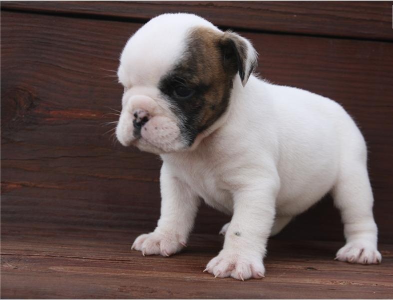 TENGO UNA PRECIOSA BULLDOG INGLÉS CACHORROS  