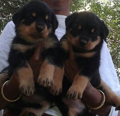 Hermosos cachorros de Rottweiler disponibles