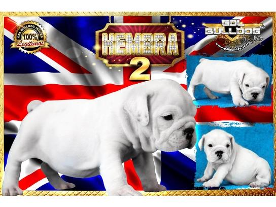 6 Cachorritos Bulldog Ingles 100% Legítimos 3 Hembras y 3 Machos