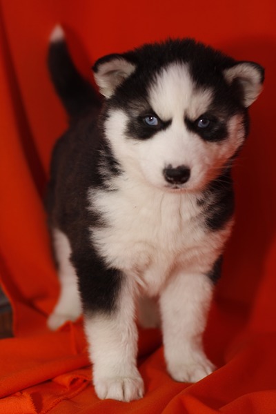
Precio Siberian husky...........<strong>            $18,500.00  A  $22,000.00  (dependiendo del color)</strong> <br><br>


100% pura raza, registrados todos los papeles en regla se envian a cualquier parte de la Republica.<br><br> 

<li>Contrato de compraventa<br><br></li>


<li>Seguro de vida gratuito por escrito de 5 años que cubre muerte en caso de cuestiones virales</li>
<br><br>

<li>Garantía de Pureza Racial<br><br></li>

<li>Certificado de registro inicial que extiende la Federación Canófila Mexicana donde los cachorros se entregan con tatuaje y microchip</li>

