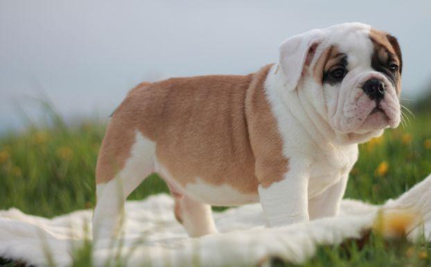 Bulldog inglés cachorro