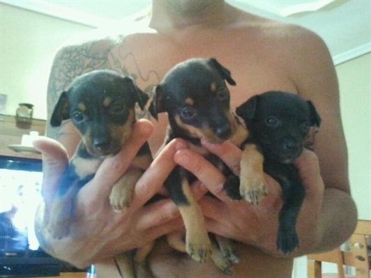 Vendo cachorros de pincher
<br>
<br>Vendo cachorros de pincher
<br>
<br>Vendo cachorros de pincher
<br>
<br>Vendo cachorros de pincher
<br>