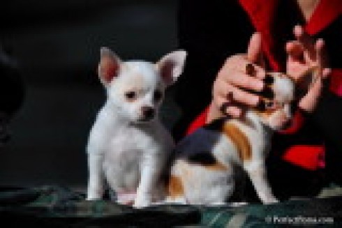 
Precio Chihuahua...........<strong>     $16,500.00  A   $20,000.00    (dependiendo del tamaño y color)</strong> <br><br>


100% pura raza, registrados todos los papeles en regla se envian a cualquier parte de la Republica.<br><br> 

<li>Contrato de compraventa<br><br></li>


<li>Seguro de vida gratuito por escrito de 5 años que cubre muerte en caso de cuestiones virales</li>
<br><br>

<li>Garantía de Pureza Racial<br><br></li>

<li>Certificado de registro inicial que extiende la Federación Canófila Mexicana donde los cachorros se entregan con tatuaje y microchip</li>

