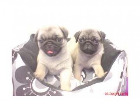 Carlino o pug, perros, cachorros Carlino o pug, perros, cachorros CARLINO O PUG, perros, cachorros, criadero, venta. GARANTIA AQUANATURA Raza muy antigua, probablemente originaria de China, cuyos orígenes parecen ser idénticos a los del Mastín o Dogo del Tíbet. Dogo en miniatura. Pequeño moloso