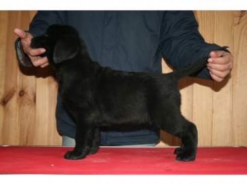 
Precio Labrador Retriever...........<strong>$16,500.00  A   $20,000.00    (dependiendo del color)</strong> <br><br>


100% pura raza, registrados todos los papeles en regla se envian a cualquier parte de la Republica.<br><br> 

<li>Contrato de compraventa<br><br></li>


<li>Seguro de vida gratuito por escrito de 5 años que cubre muerte en caso de cuestiones virales</li>
<br><br>

<li>Garantía de Pureza Racial<br><br></li>

<li>Certificado de registro inicial que extiende la Federación Canófila Mexicana donde los cachorros se entregan con tatuaje y microchip</li>

