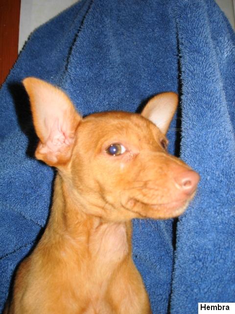 Podenco Andaluz - Cachorros