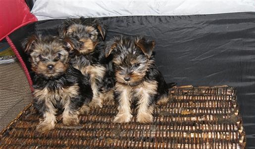
Precio Yorkshire Terrier...........<strong>$18,000.00   A   $25,000.00  (dependiendo del tamaño, sexo, color y calidad)</strong> <br><br>


100% pura raza, registrados todos los papeles en regla se envian a cualquier parte de la Republica.<br><br> 

<li>Contrato de compraventa<br><br></li>


<li>Seguro de vida gratuito por escrito de 5 años que cubre muerte en caso de cuestiones virales</li>
<br><br>

<li>Garantía de Pureza Racial<br><br></li>

<li>Certificado de registro inicial que extiende la Federación Canófila Mexicana donde los cachorros se entregan con tatuaje y microchip</li>

