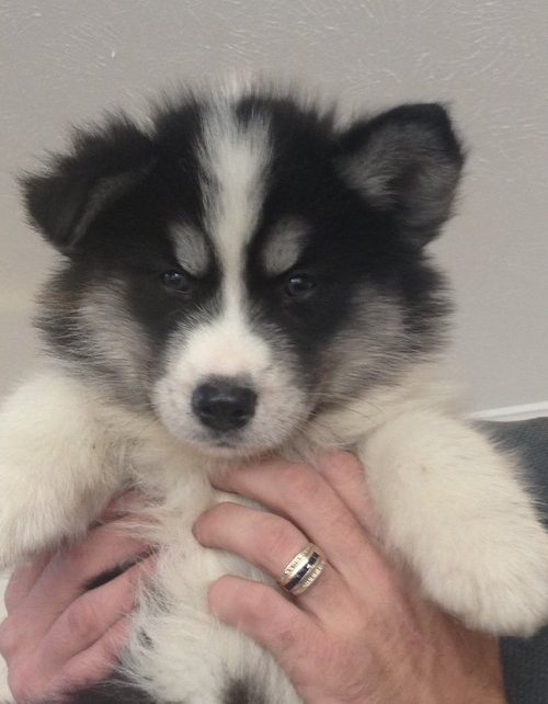 
Precio Siberian husky...........<strong>            $18,500.00  A  $22,000.00  (dependiendo del color)</strong> <br><br>


100% pura raza, registrados todos los papeles en regla se envian a cualquier parte de la Republica.<br><br> 

<li>Contrato de compraventa<br><br></li>


<li>Seguro de vida gratuito por escrito de 5 años que cubre muerte en caso de cuestiones virales</li>
<br><br>

<li>Garantía de Pureza Racial<br><br></li>

<li>Certificado de registro inicial que extiende la Federación Canófila Mexicana donde los cachorros se entregan con tatuaje y microchip</li>

