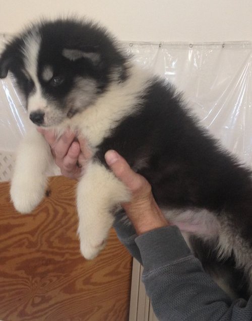 
Precio Siberian husky...........<strong>            $18,500.00  A  $22,000.00  (dependiendo del color)</strong> <br><br>


100% pura raza, registrados todos los papeles en regla se envian a cualquier parte de la Republica.<br><br> 

<li>Contrato de compraventa<br><br></li>


<li>Seguro de vida gratuito por escrito de 5 años que cubre muerte en caso de cuestiones virales</li>
<br><br>

<li>Garantía de Pureza Racial<br><br></li>

<li>Certificado de registro inicial que extiende la Federación Canófila Mexicana donde los cachorros se entregan con tatuaje y microchip</li>


