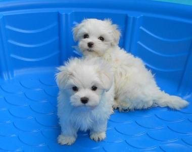 Los cachorros maltés para la venta 
<br>
<br>Taza de té cachorros maltés macho y hembra para su aprobación. Tenemos un cachorro hembra y un macho, ya está disponible y son 12 semanas de edad. Tienen muy buen temperamento con los niños y otros animales domésticos, muy juguetona, le encanta jugar con los juguetes y los niños. Ellos están al día en todas sus vacunas y dewormings y ellos vendrán junto con sus documentos de la salud y los registros del veterinario. Contacte con nosotros ahora para más información.