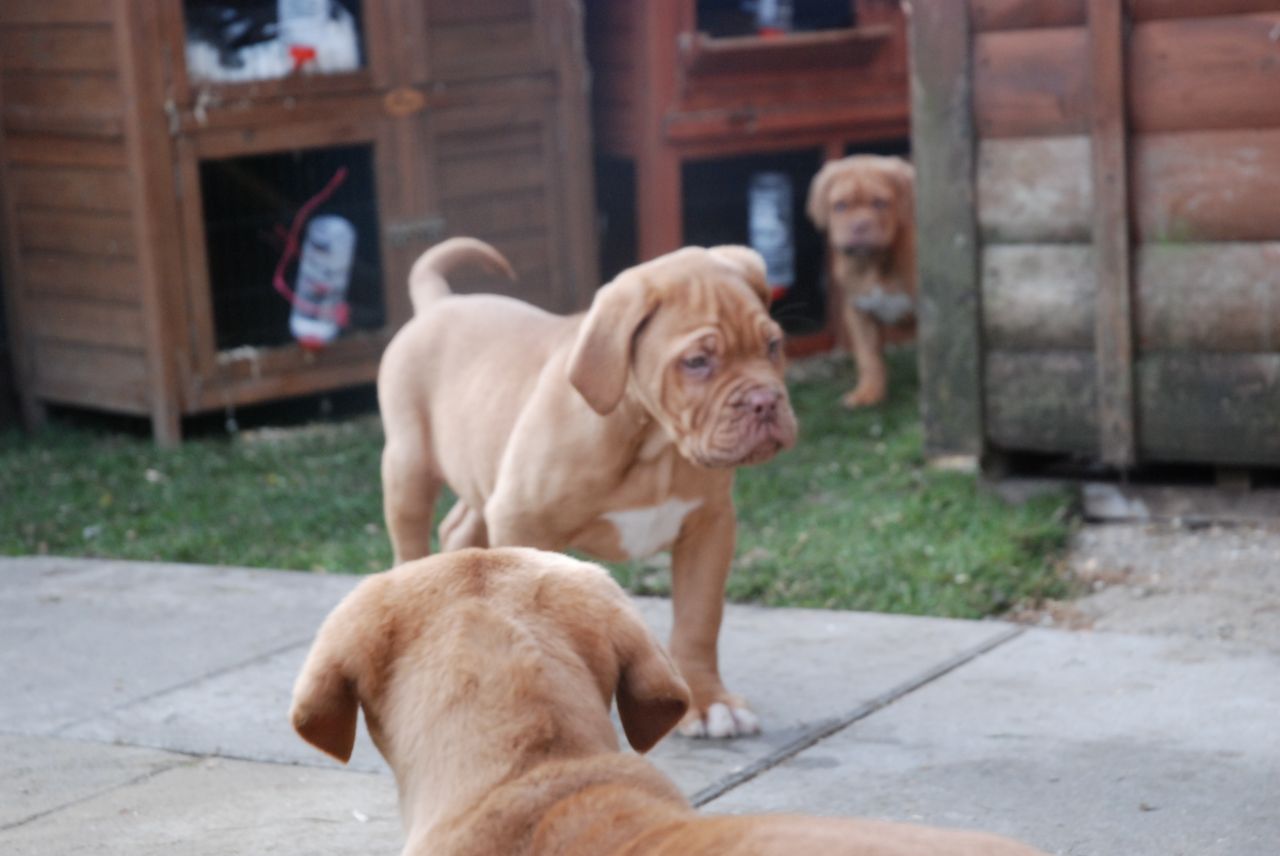 cachorros Burdeos
<br>
<br>Nuestros cachorros no sólo se muestran los perros, que son miembros de la familia y las mascotas también. Nuestros cachorros son criados con amor y en un ambiente familiar. En primer lugar nos criamos para excelentes temperamentos.