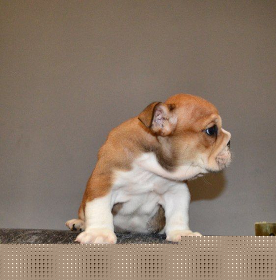 
Precio Bulldog...........<strong>   $35,000.00  A   $60,000.00    (dependiendo la calidad)</strong> <br><br>


100% pura raza, registrados todos los papeles en regla se envian a cualquier parte de la Republica.<br><br> 

<li>Contrato de compraventa<br><br></li>


<li>Seguro de vida gratuito por escrito de 5 años que cubre muerte en caso de cuestiones virales</li>
<br><br>

<li>Garantía de Pureza Racial<br><br></li>

<li>Certificado de registro inicial que extiende la Federación Canófila Mexicana donde los cachorros se entregan con tatuaje y microchip</li>

