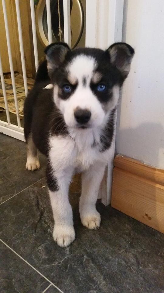 
Precio Siberian husky...........<strong>            $18,500.00  A  $22,000.00  (dependiendo del color)</strong> <br><br>


100% pura raza, registrados todos los papeles en regla se envian a cualquier parte de la Republica.<br><br> 

<li>Contrato de compraventa<br><br></li>


<li>Seguro de vida gratuito por escrito de 5 años que cubre muerte en caso de cuestiones virales</li>
<br><br>

<li>Garantía de Pureza Racial<br><br></li>

<li>Certificado de registro inicial que extiende la Federación Canófila Mexicana donde los cachorros se entregan con tatuaje y microchip</li>

