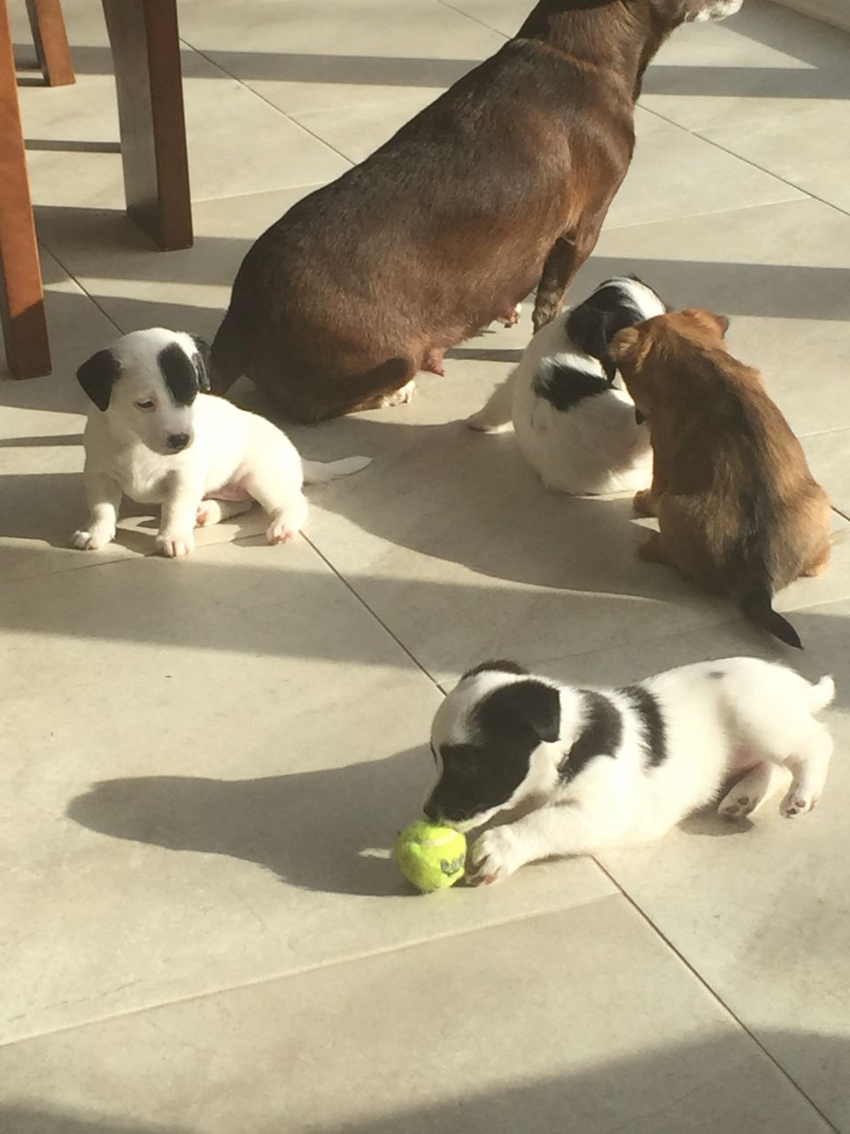 Estos cachorros Jack Russell
<br>irradia un sentimiento de amor,
<br>alegría y diversión, con su
<br>travesuras de cachorro y ojos de cachorro.
<br>Esta encantadora nivel exposición canina Jack
<br>Russell, tendrá que romperse
<br>fotos todo el día todos los días. la
<br>simple paseo por la calle voluntad
<br>tener gente que hace una toma doble
<br>de lo pequeño y adorable que
<br>son. Si usted está buscando un nuevo
<br>Además peludo en su vida que
<br>le traerá la felicidad, el amor
<br>y afecto.