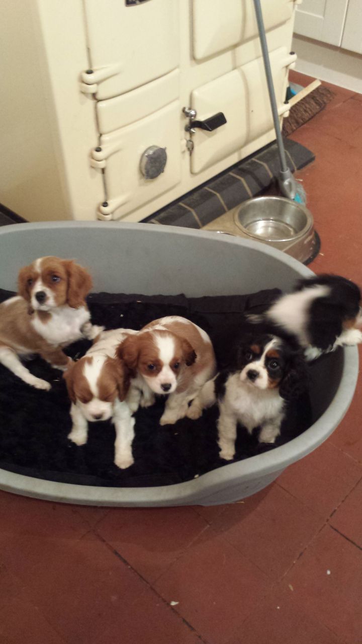 Cavalier rey charles cachorros
<br>
<br>Muy saludable y adorable
<br>cavalier king charles pups listo
<br>para los nuevos hogares. que han sido
<br>veterinario comprobado microchip y
<br>D-desparasitados. no estafarnos
<br>propiedad y ha sido ir al baño
<br>entrenado. buen temperamento con
<br>niños y otros animales domésticos. ama
<br>para jugar y maravilloso
<br>compañero.
<br>