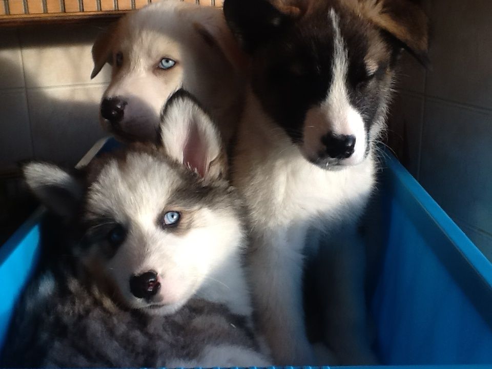 Dos niños y niñas de uno a la izquierda. Desparasitados y deflead..Both padres tienen naturalezas encantadores y pueden ser ambos
<br>
<br>visto. Los cachorros se utilizan para los niños y tienen temperaments.Photo fantásticas de de los tres cachorros y mamá y papá disponibles.
<br>