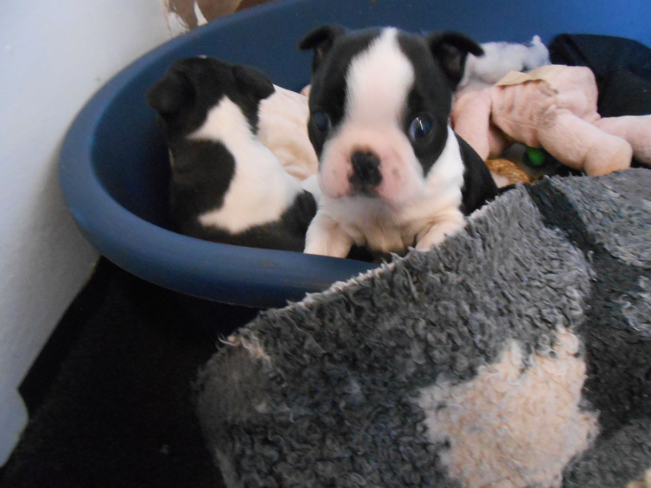 Perritos de Boston Terrier Gorgeous venta. ellos