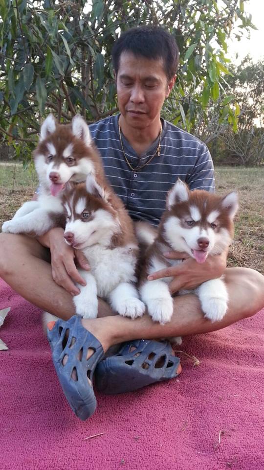 Husky siberiano del bebé para la adopción de