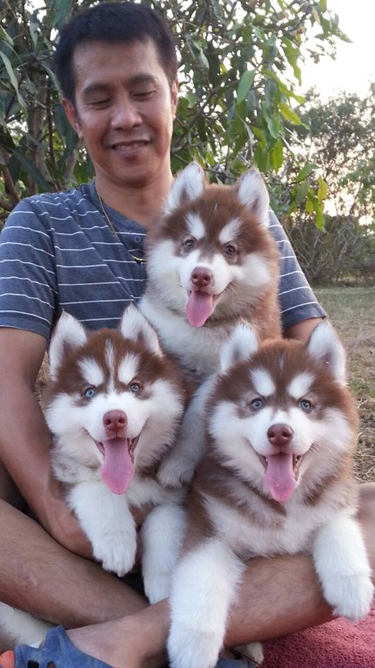 Husky siberiano del bebé para la adopción de