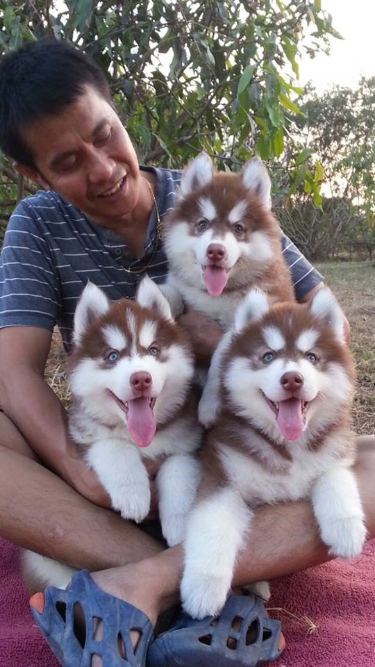 
Precio Siberian husky...........<strong>            $18,500.00  A  $22,000.00  (dependiendo del color)</strong> <br><br>


100% pura raza, registrados todos los papeles en regla se envian a cualquier parte de la Republica.<br><br> 

<li>Contrato de compraventa<br><br></li>


<li>Seguro de vida gratuito por escrito de 5 años que cubre muerte en caso de cuestiones virales</li>
<br><br>

<li>Garantía de Pureza Racial<br><br></li>

<li>Certificado de registro inicial que extiende la Federación Canófila Mexicana donde los cachorros se entregan con tatuaje y microchip</li>

