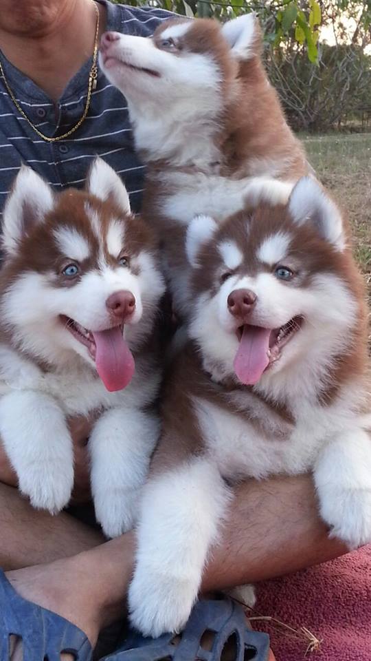 Husky siberiano del bebé para la adopción de