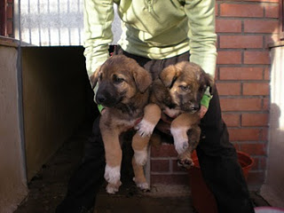 Leonberg macho y hembra para la venta. póngase en contacto con para más información, fotos y cómo ventalos