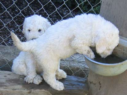 Komondor macho y hembra para la venta. póngase en contacto con para más información, fotos y cómo ventalos