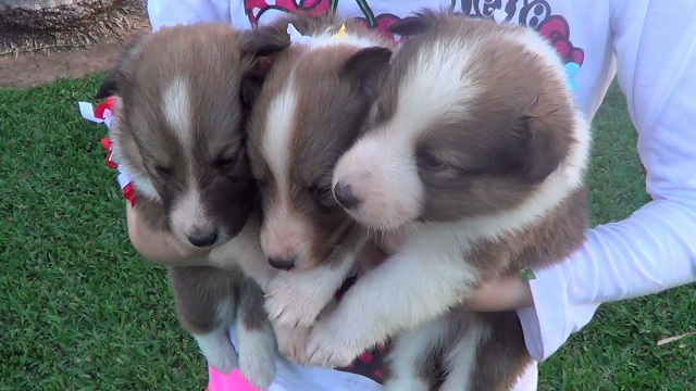 Venta hermosos cachorros Pastor de Shetland