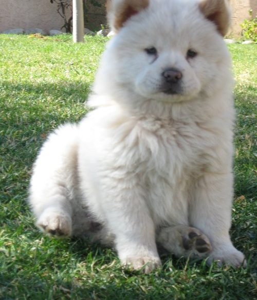 
Precio Chow Chow...........<strong>       $20,500.00  A   $33,000.00    (dependiendo del tamaño y color)</strong> <br><br>


100% pura raza, registrados todos los papeles en regla se envian a cualquier parte de la Republica.<br><br> 

<li>Contrato de compraventa<br><br></li>


<li>Seguro de vida gratuito por escrito de 5 años que cubre muerte en caso de cuestiones virales</li>
<br><br>

<li>Garantía de Pureza Racial<br><br></li>

<li>Certificado de registro inicial que extiende la Federación Canófila Mexicana donde los cachorros se entregan con tatuaje y microchip</li>

