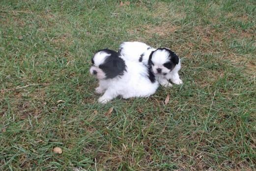 Los cachorros machos y hembras Shih Tzu