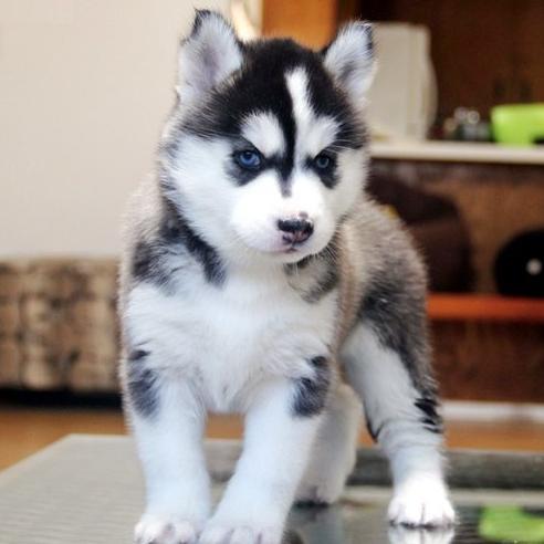 Los cachorros Siberian Husky