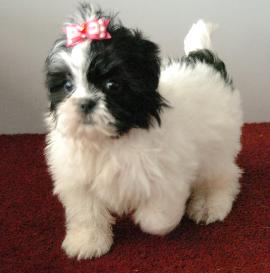 
Precio Shih Tzu...........<strong>          $22,000.00</strong> <br><br>


100% pura raza, registrados todos los papeles en regla se envian a cualquier parte de la Republica.<br><br> 

<li>Contrato de compraventa<br><br></li>


<li>Seguro de vida gratuito por escrito de 5 años que cubre muerte en caso de cuestiones virales</li>
<br><br>

<li>Garantía de Pureza Racial<br><br></li>

<li>Certificado de registro inicial que extiende la Federación Canófila Mexicana donde los cachorros se entregan con tatuaje y microchip</li>

