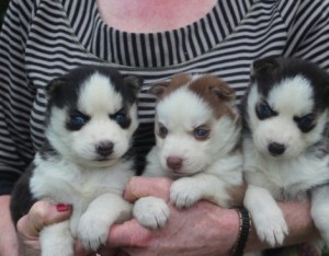 
Precio Siberian husky...........<strong>            $18,500.00  A  $22,000.00  (dependiendo del color)</strong> <br><br>


100% pura raza, registrados todos los papeles en regla se envian a cualquier parte de la Republica.<br><br> 

<li>Contrato de compraventa<br><br></li>


<li>Seguro de vida gratuito por escrito de 5 años que cubre muerte en caso de cuestiones virales</li>
<br><br>

<li>Garantía de Pureza Racial<br><br></li>

<li>Certificado de registro inicial que extiende la Federación Canófila Mexicana donde los cachorros se entregan con tatuaje y microchip</li>

