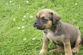 Alano Español cachorros Deuda en tres semanas