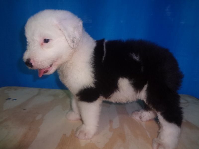 Antiguo Pastor Inglés cachorros Deuda en tres semanas