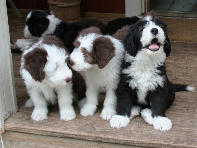 Bearded Collie cachorros Deuda en tres semanas