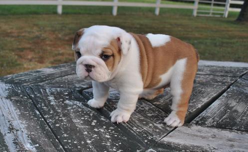 
Precio Bulldog...........<strong>   $35,000.00  A   $60,000.00    (dependiendo la calidad)</strong> <br><br>


100% pura raza, registrados todos los papeles en regla se envian a cualquier parte de la Republica.<br><br> 

<li>Contrato de compraventa<br><br></li>


<li>Seguro de vida gratuito por escrito de 5 años que cubre muerte en caso de cuestiones virales</li>
<br><br>

<li>Garantía de Pureza Racial<br><br></li>

<li>Certificado de registro inicial que extiende la Federación Canófila Mexicana donde los cachorros se entregan con tatuaje y microchip</li>

