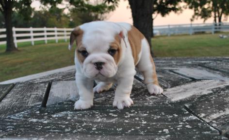 Exelen niño y niña Inglés bulldog para el nuevo hogar